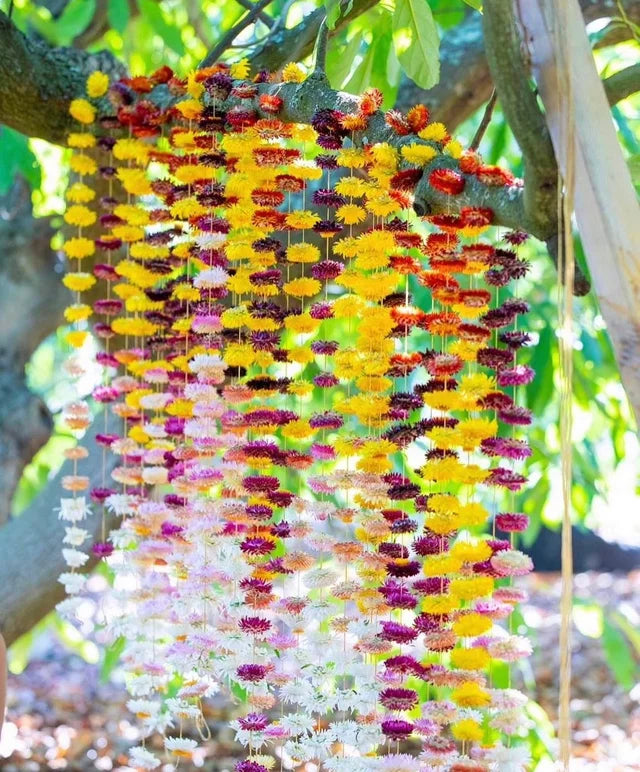 Strawflower Garlands