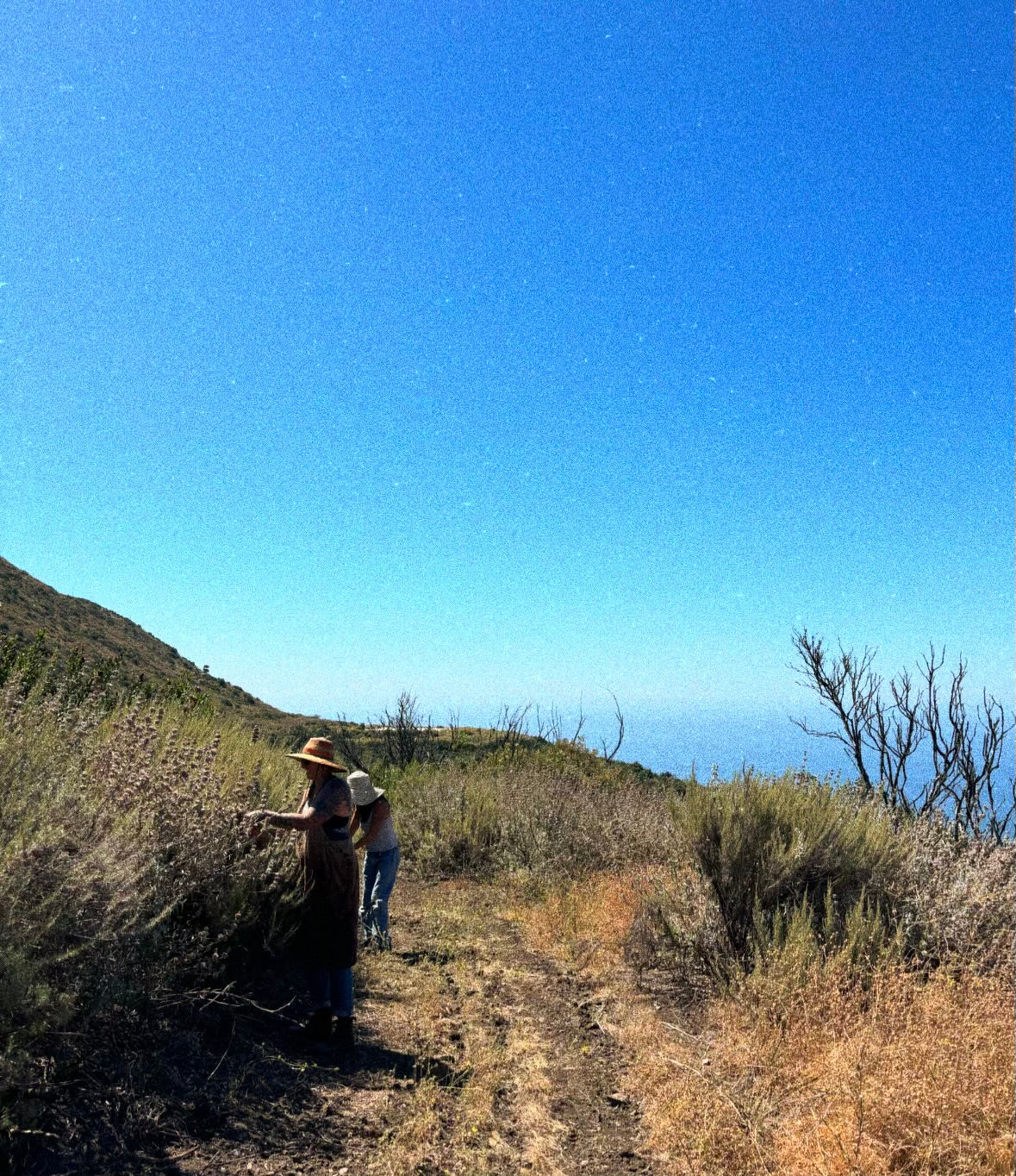 Distilling Hydrosols and Essential Oils Workshop